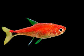 Tétra rubis