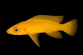 Cichlidé citron (Neolamprologus leleupi)