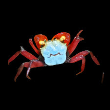 Golden Eye Vampire Crabs (No Live Guarantee)