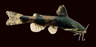 Hendrickson's Stream Catfish