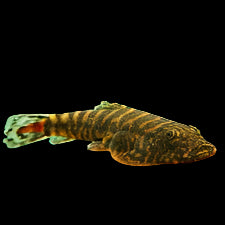 Loche de Hillstream à anneau d'or