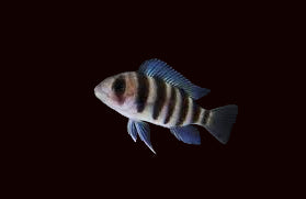 Cichlidé Frontosa rouge