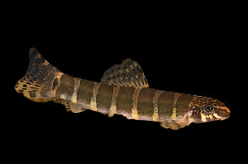 Loche serpent (Serpenticobitis octozona)
