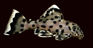 Epuisette Poissons Chats Manche 1m50 Epuisette Poissons Chats Manche 1m50