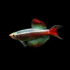 Vairon nuage blanc à longues nageoires