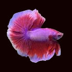 Mascotte Betta Halfmoon