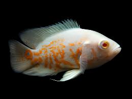 Oscar du Tigre albinos 3″