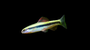 Chinese Neon Gold Stripe Shark