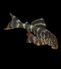 L103 Clown Pleco
