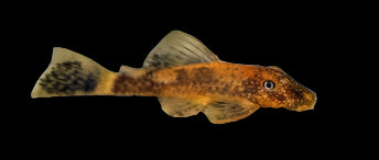 Super Red Calico Bushynose Pleco