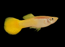 Yellow Neon Guppy