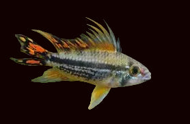 Apistogramma cacatuoides