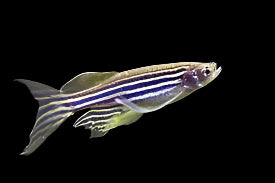Danio zèbre doré à longues nageoires