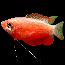 Gourami à lèvres épaisses rouge feu