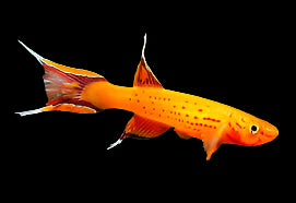 Killifish lyretail doré