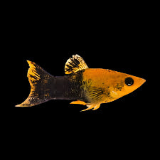 Molly Poussière d'Or