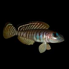 Néolamprologue signatus