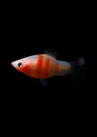 Mickey Mouse Platy blanc