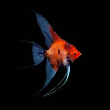 Poisson-ange diable rouge (bébés)