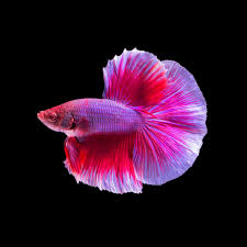 Premium Rose Petal Male Betta