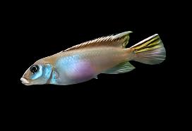 Nanochromis parilus ÉLEVÉ LOCAL !