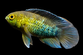 Goldeneye dwarf cichlid (Nannacara anomala)