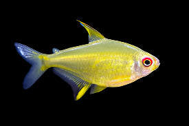 Tétra citron