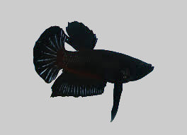 Betta Platine Mâle Demi-Lune