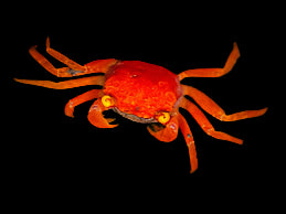 Crabe vampire tomate (sans garantie de survie)