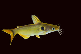 Poisson-chat dauphin de l'Orénoque (Ageneiosus magoi)