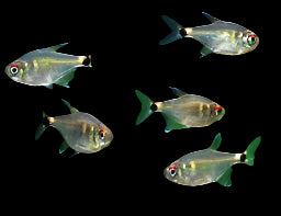 Feu avant et arrière Tetra