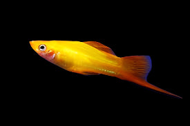 Porte-épée de souci