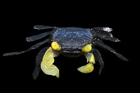 Golden Eye Vampire Crabs (No Live Guarantee)