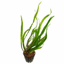 Cryptocoryne spiralis - En pot