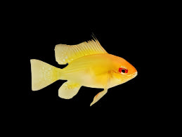 Gold Rams (Locally Bred)