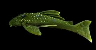 L200 Green Phantom Pleco