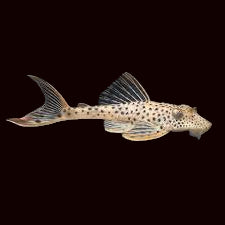 L134 Grenouille léopard Pléco