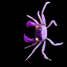 Crabes vampires oranges