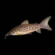 Chat hublot à queue de drapeau