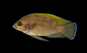 Variabilichromis moorii