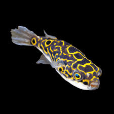 Figure 8 Puffer