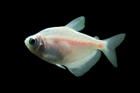 White Skirt Tetra