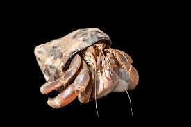 Caribbean Hermit Crab (Coenobita compressus)