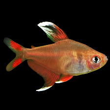 Rosy Tetra