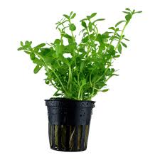 Bacopa monnieri (Serpentin) - En pot