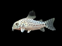 Julii Cory (Hoplisoma julii)