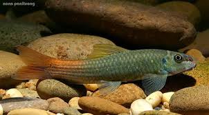 Garra à queue rouge (très rare !)