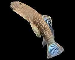 Loche de Hillstream à anneau d'or