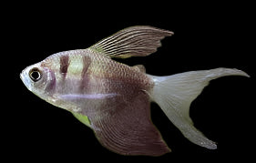 Tétra à jupe noire à longues nageoires