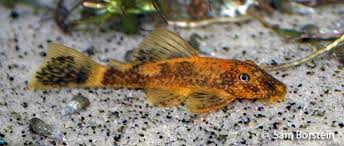 Super Red Calico Bushynose Pleco